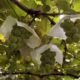 雨の桔梗ヶ原で果物狩り～秋の味覚を楽しみました！🍇～