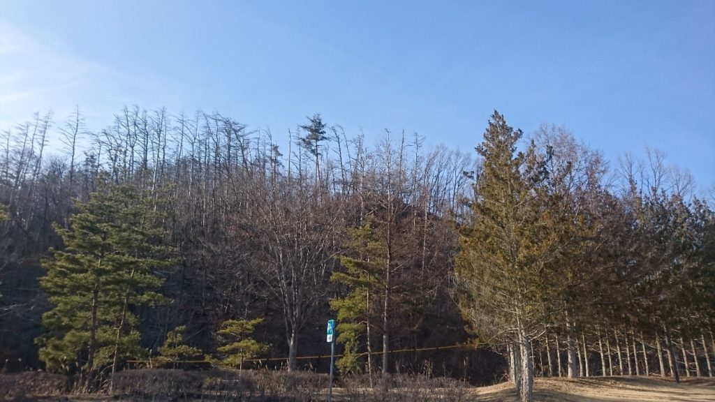 長野自動車道沿いのアカマツの枯れ木を伐採しています | 信州森林