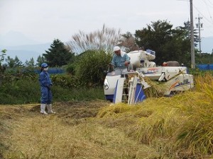 米収穫