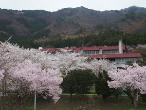 祝福するように桜もきれいに咲きました。