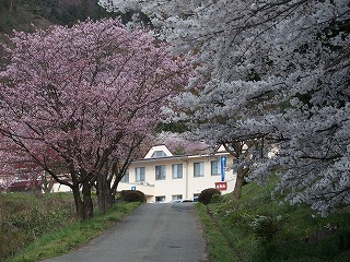 桜のトンネルの向こうには学生寮が。