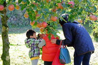 毎年人気のりんごのもぎ取り（果樹専攻）