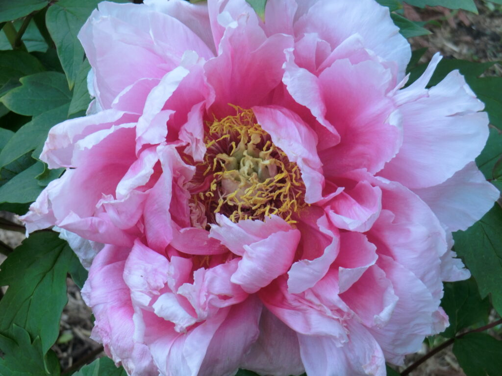 ローズクォーツ 鳳凰/牡丹 ローズクォーツ 鳳凰/牡丹