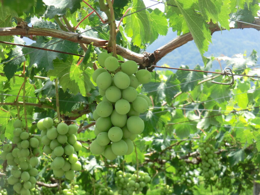 初夏の若穂 ～ぶどうの生長とおいしい桃～ | ほっと9（ナイン）ながの