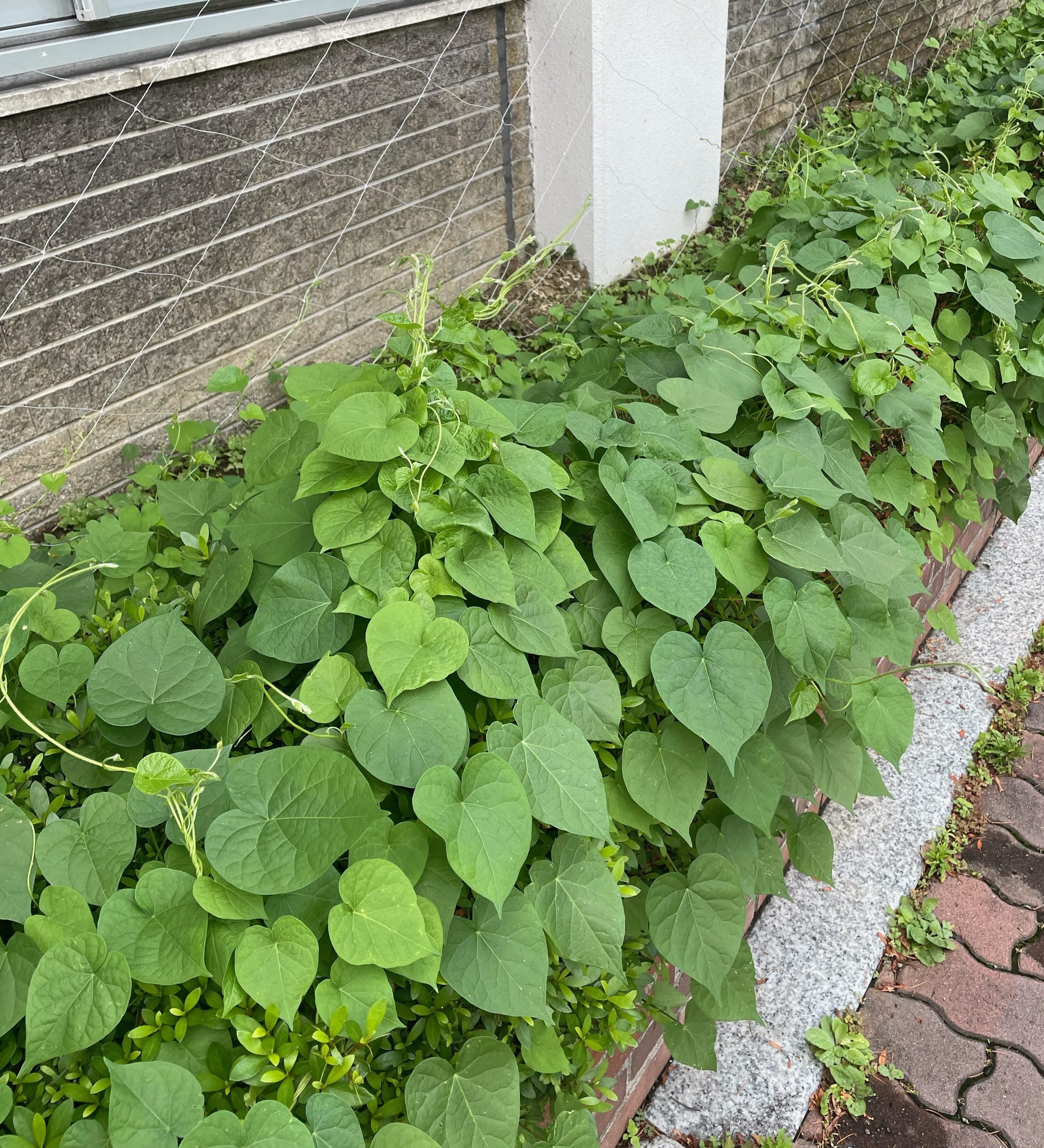 作業前　生垣を覆い隠す朝顔の葉