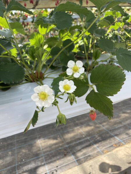 いちごの花