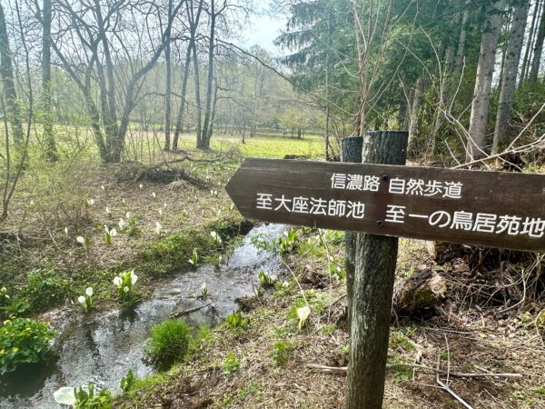 水芭蕉