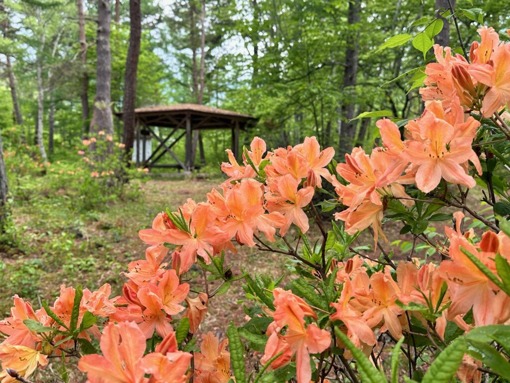 長野市飯綱高原】一の鳥居苑地ではレンゲツツジが満開です | ほっと9