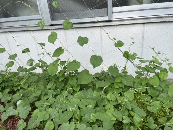 網に沿うようツルを誘引したところ（７月11日撮影）