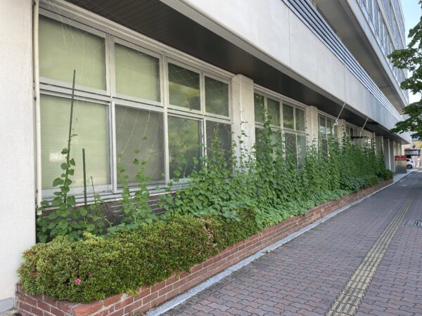 網の半分を超えるツル。ツルは真上に伸びている。（7月25日撮影）
