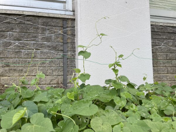 網に絡まりだしたツル(6月30日撮影)