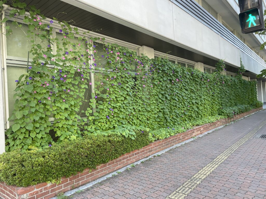 昨年の夏の緑のカーテンの様子