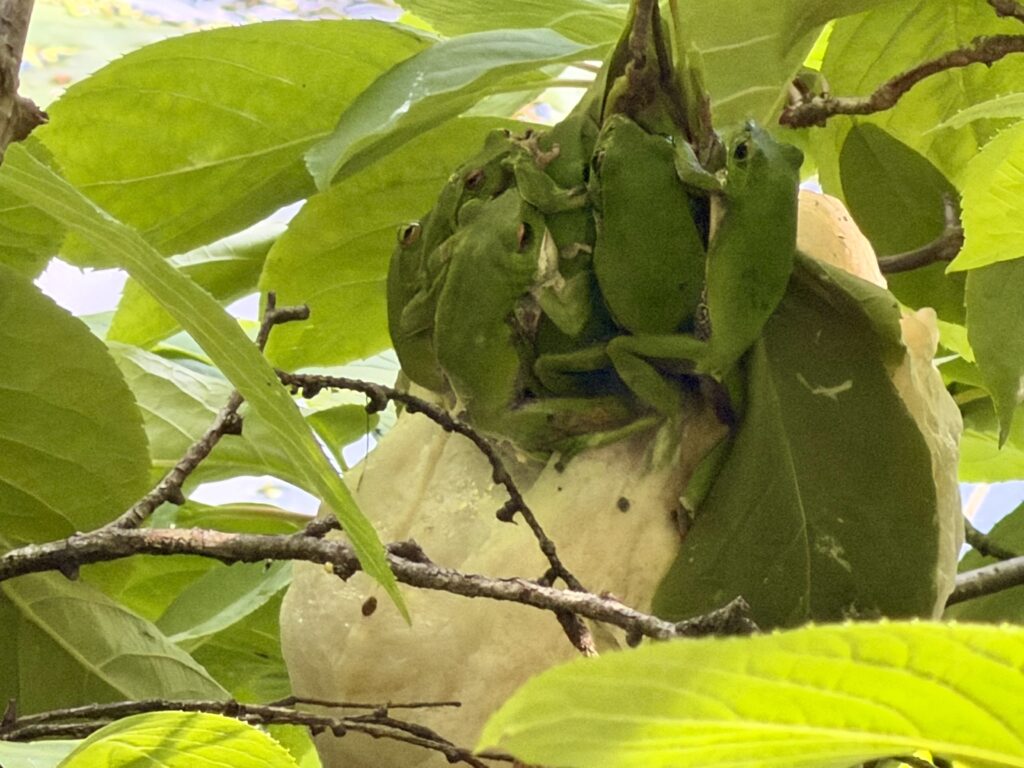 モリアオガエル