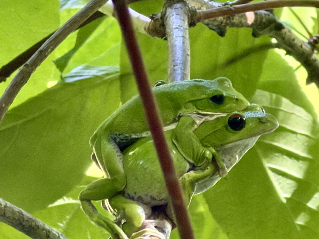 モリアオガエル