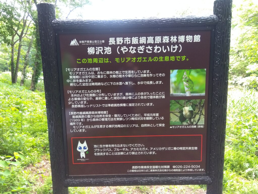柳沢池
