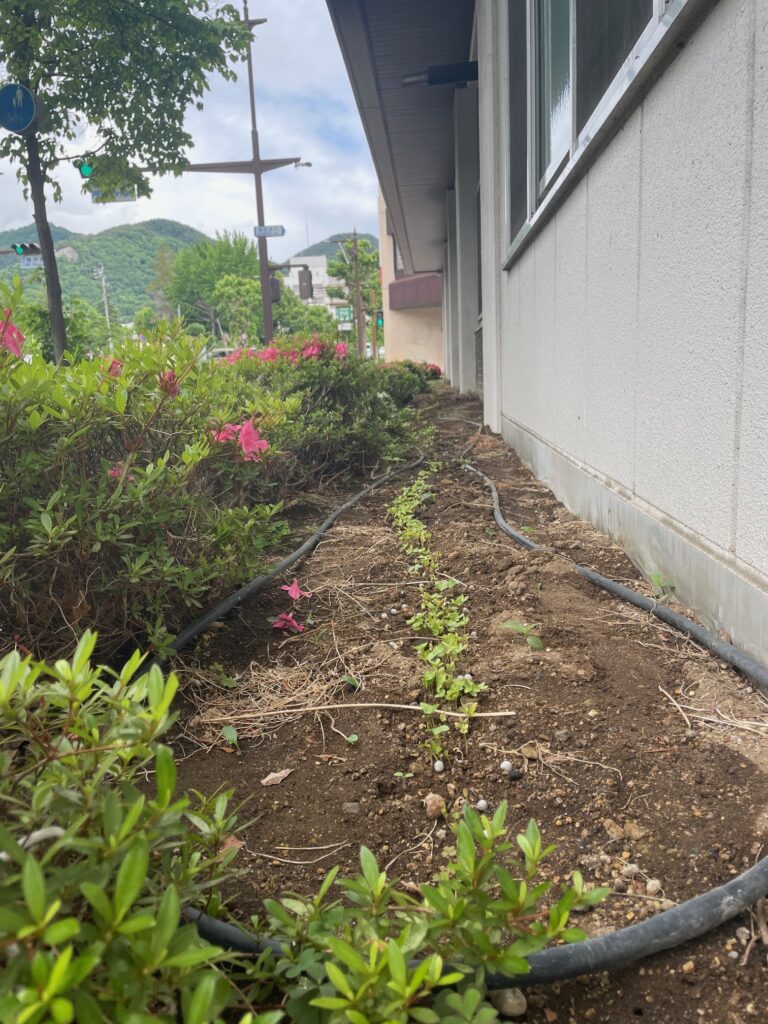 朝顔の芽が一列に出てきました