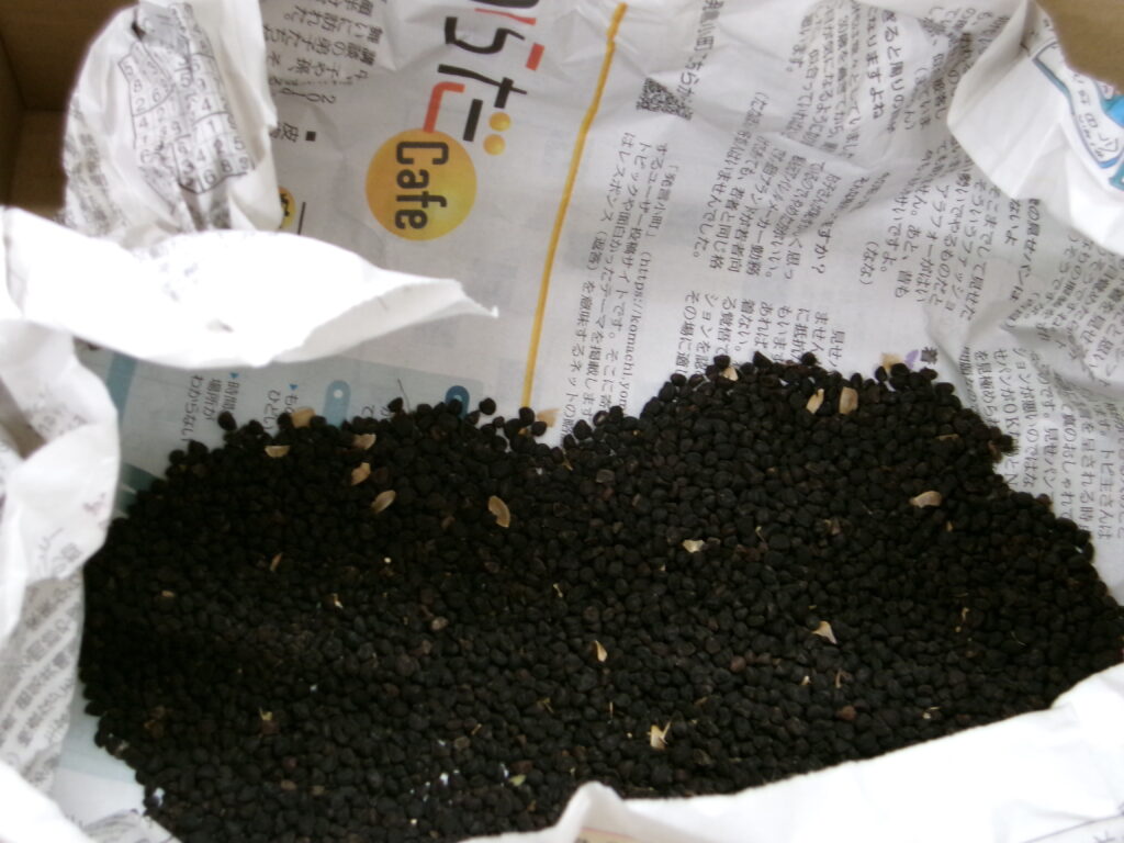 あさがおの種