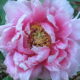 5月の花は色とりどり～1.今が盛り？花の命は短くて～