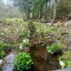 【長野市飯綱高原】大谷地（おおやち）湿原では水芭蕉やリュウキンカ、ニリンソウが見ごろです