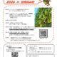 ワイン用ぶどうの収穫作業ボランティアに参加しませんか？（信州高山村）