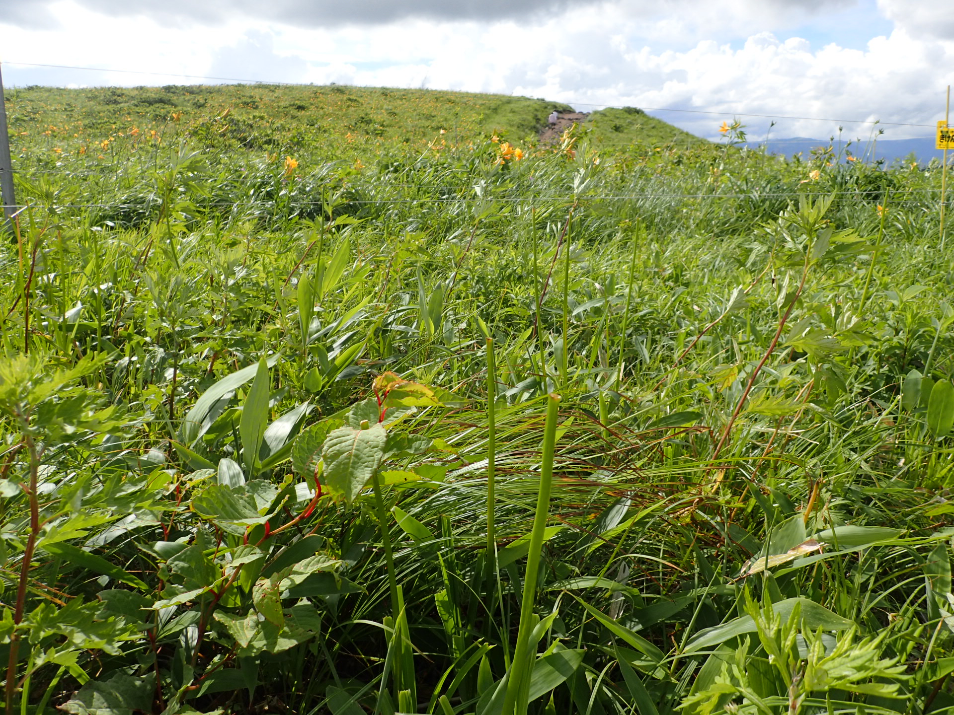 霧ヶ峰高原でニホンジカ食害対策のための忌避剤散布試験を実施しています 自然と遊ぼう ネイチャーツアー