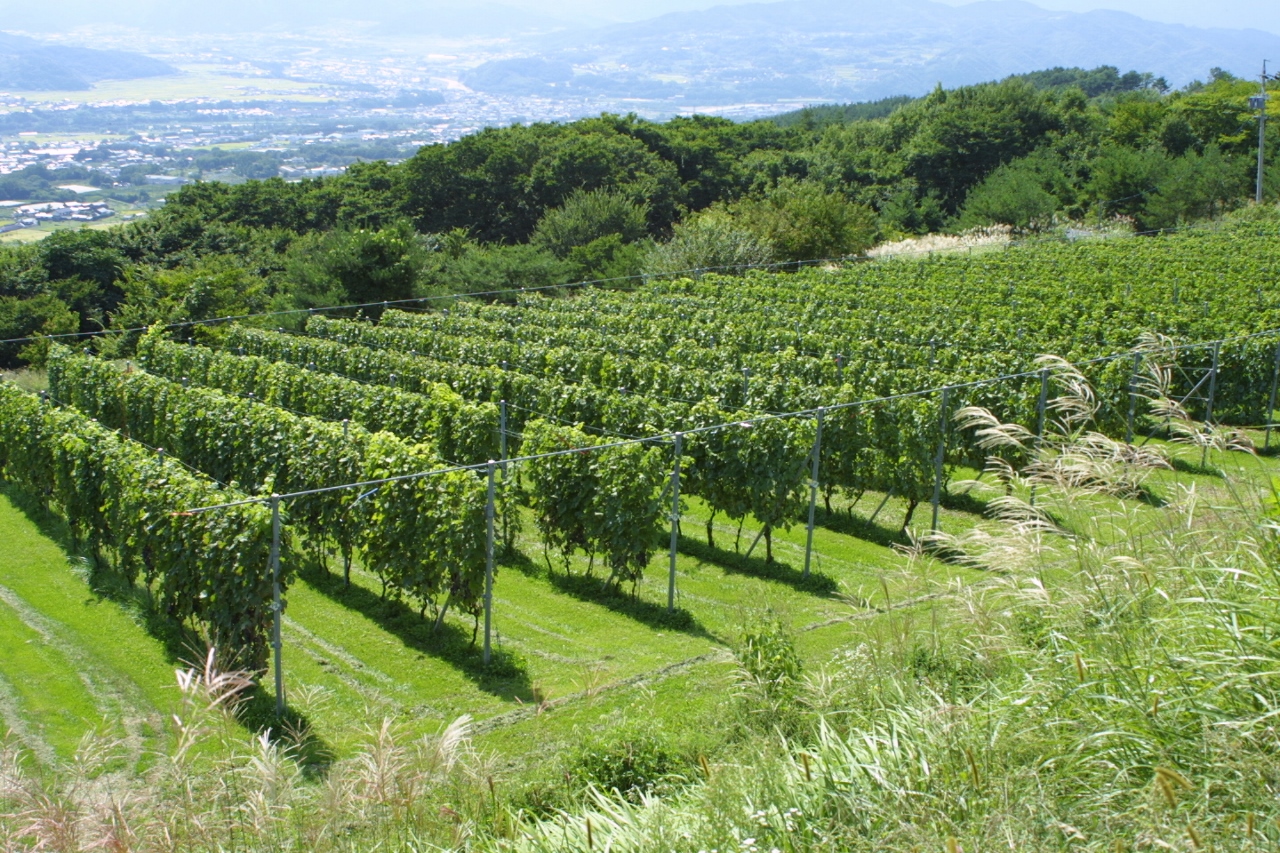 長野県は日本一ワイン用ぶどうの生産量　日本一！＜令和元年産特産果樹生産動態等調査（農林水産省）＞