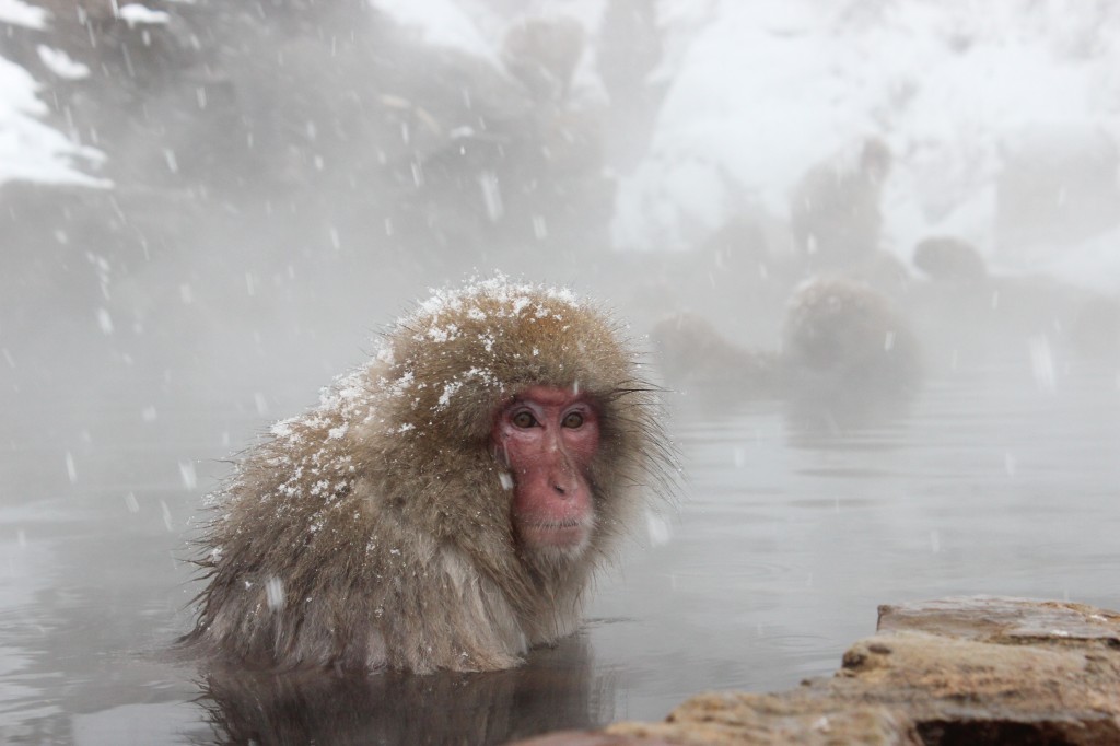世界で唯一温泉に入る野猿“スノーモンキー” | 長野県は日本一