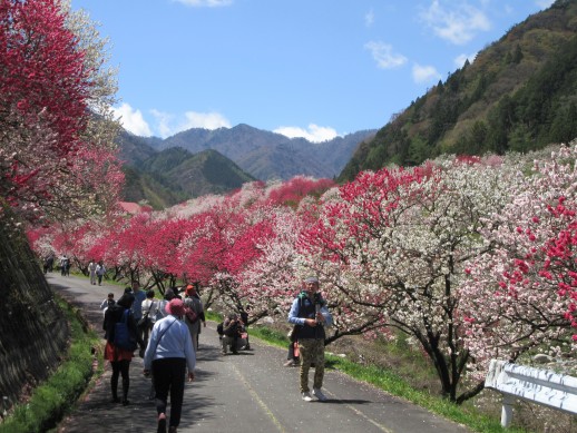 日本一の花桃の里 南信州阿智村 長野県は日本一