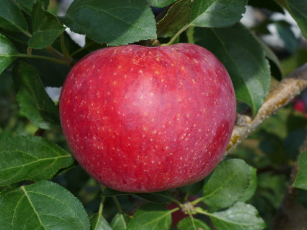 信州のおいしい夏りんご シナノリップ 販売開始のお知らせ 信州を食べよう