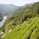 信州産のお茶“中井侍11軒のお茶”