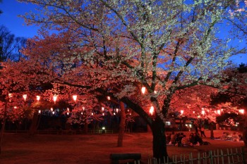 馬場の宵桜（宴会）