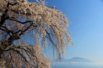 桜と浅間山