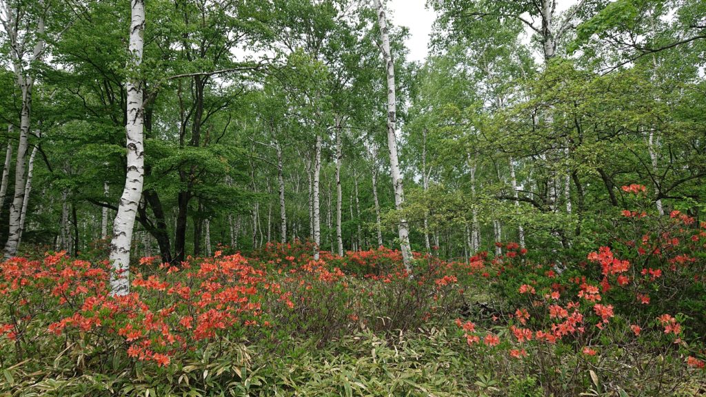 八千穂高原 日本一美しい白樺群生地 のツツジが見ごろを迎えます 19年6月 旬 の宅配便 佐久っと通信