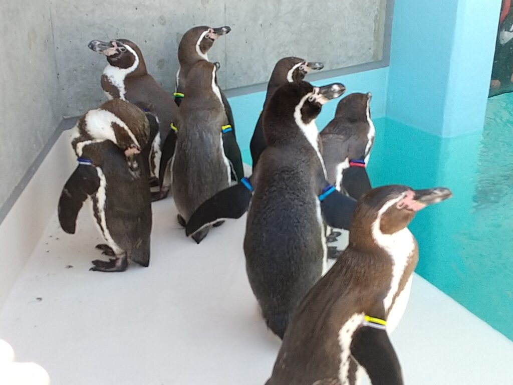ぱzoo様ご依頼品 （よくばり小諸旅！しなの鉄道「信州こもろパス」と 