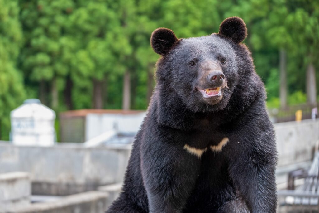 ツキノワグマと出会わないために | 「旬」の宅配便～佐久っと通信～