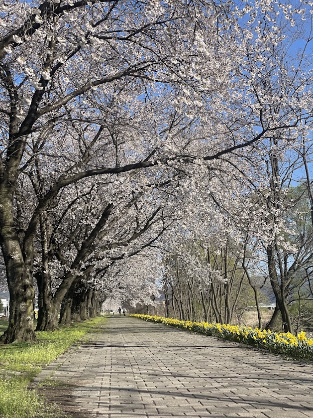 桜のトンネル ～さくラさく小径～ | 「旬」の宅配便～佐久っと通信～