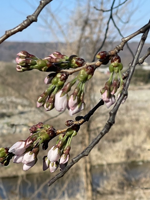 桜のトンネル ～さくラさく小径～ | 「旬」の宅配便～佐久っと通信～