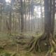 渋滞回避！「白駒の池・苔の森」行きバス おすすめ情報