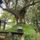 碓氷峠～樹齢１０００年以上のご神木『しなの木』がある熊野皇大神社～