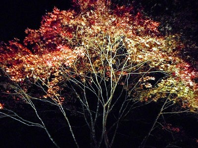 野底山森林公園で紅葉が見頃！！ | 南信州お散歩日和
