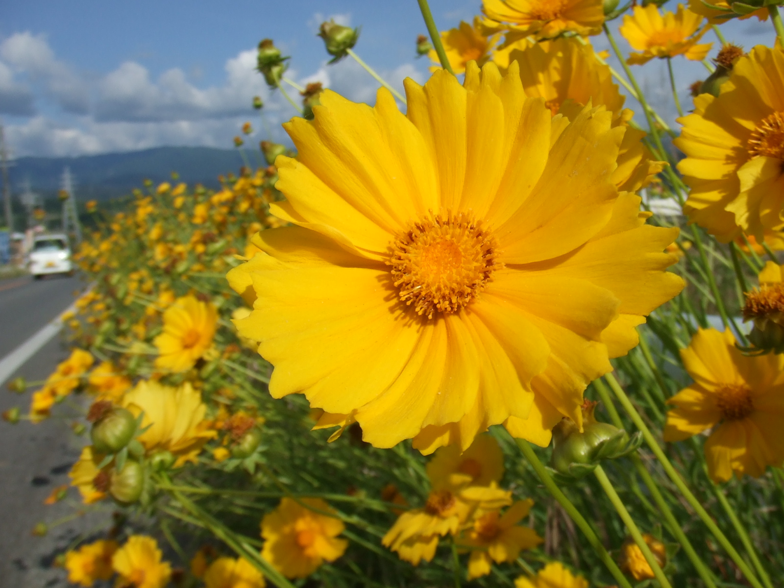 まさかあの黄色い花が 特定外来生物の拡散防止にご協力ください 南信州お散歩日和