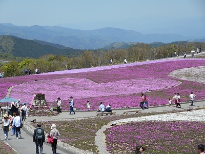 茶臼山 芝 桜