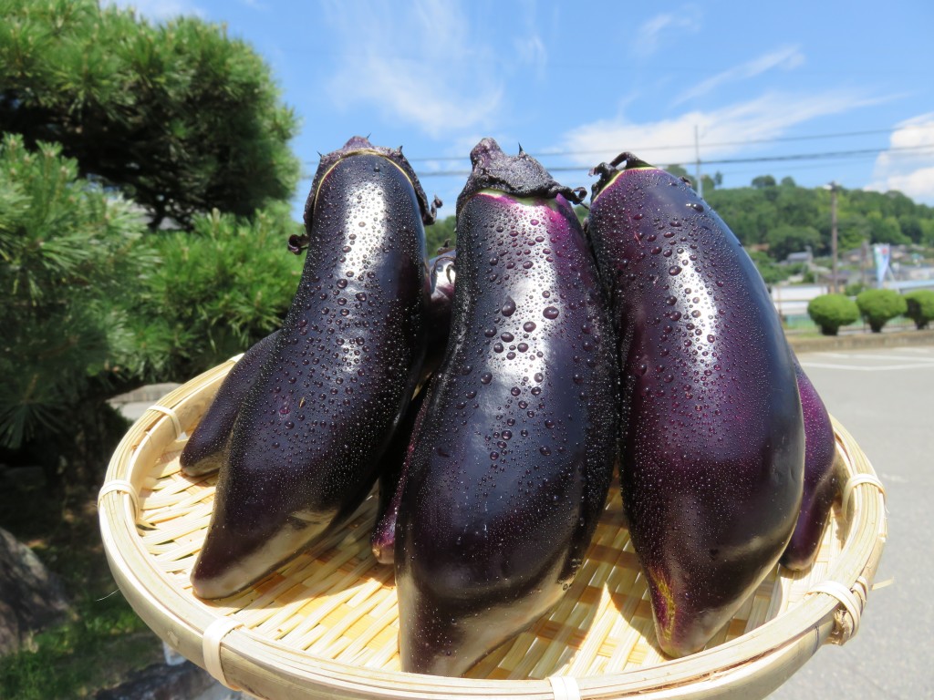 喬木村の伝統野菜「志げ子なす」の収穫が盛ん | 南信州お散歩日和