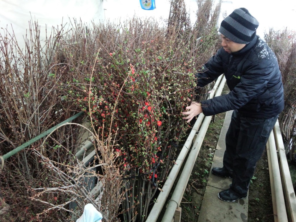 南信州の今月の花 ふかし花木 南信州お散歩日和