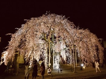 麻績夜桜