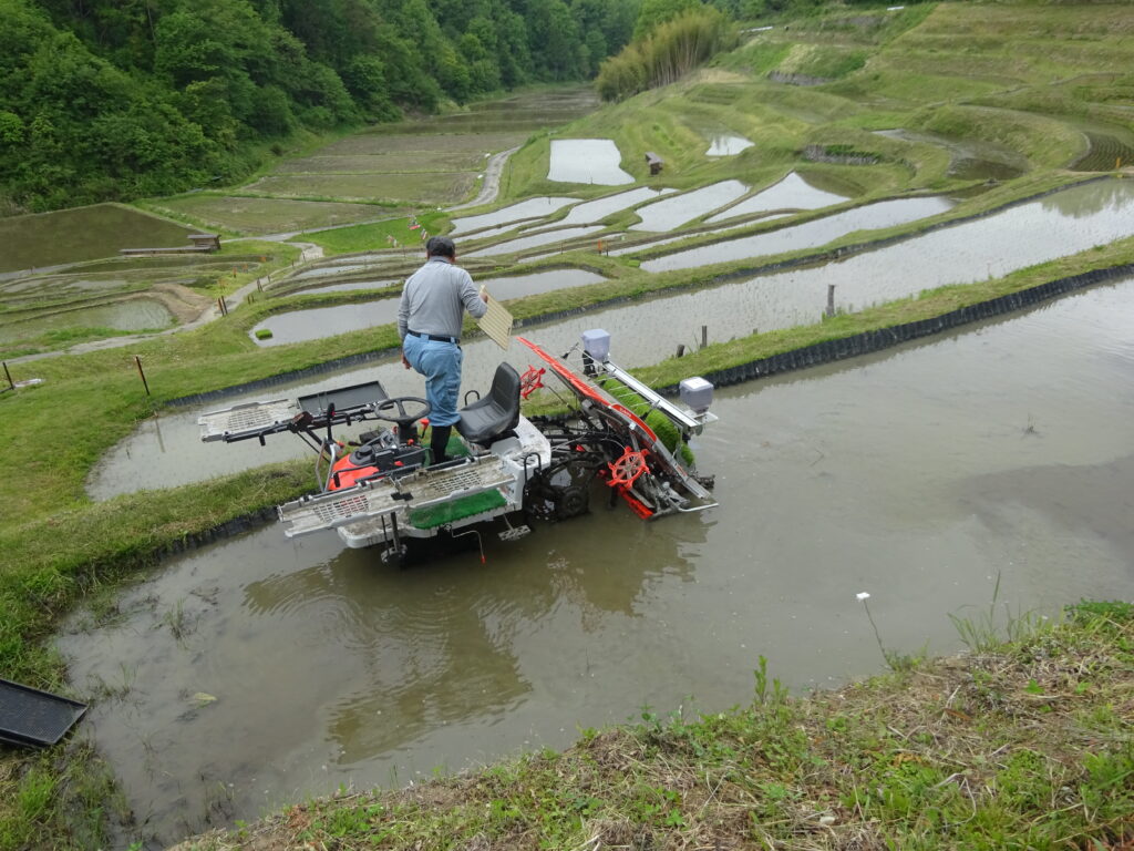 手植えの楽しさ~信州飯田「よこね田んぼ」で満喫~ | 南信州お散歩日和