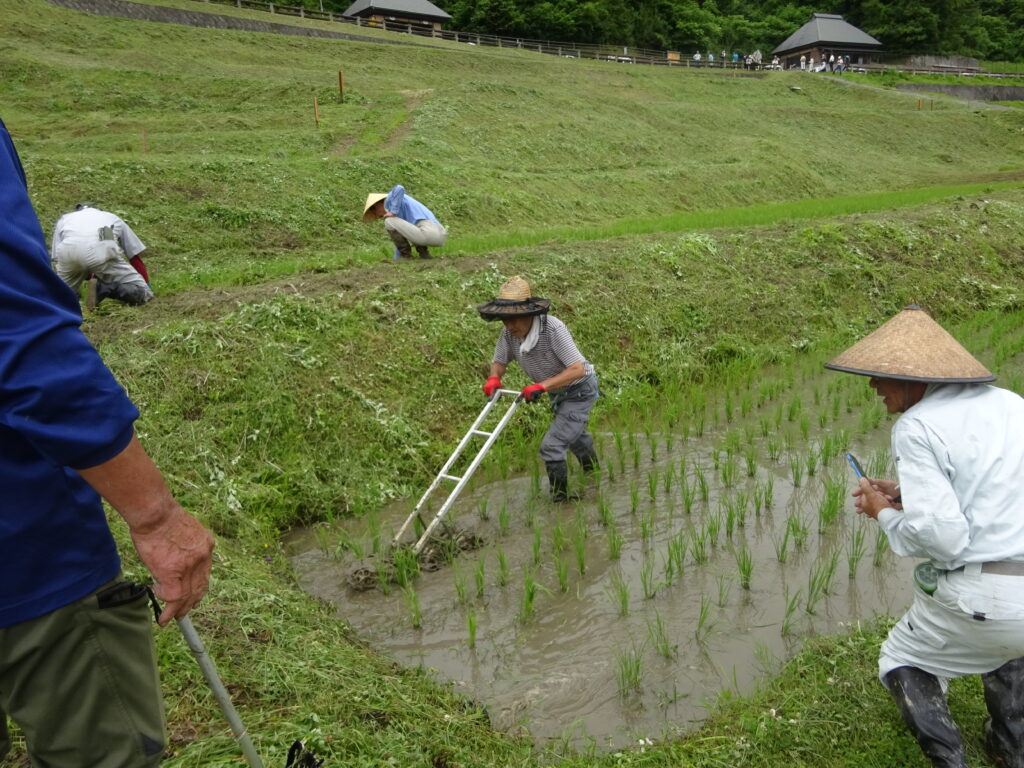 田んぼの草取り体験！って何？～信州飯田「よこね田んぼ」～ | 南信州お散歩日和