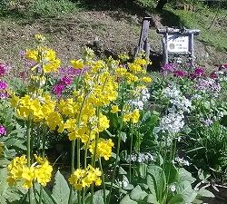 cleanedIMG_20240511_153036-