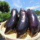 喬木村の伝統野菜「志げ子なす」の収穫が盛ん
