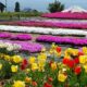 高森町大島山の芝桜を見に行ってきました！！